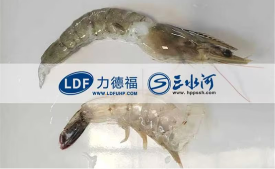 力德福科技：HPP超高压技术处理虾类海鲜怎样提高脱壳效率