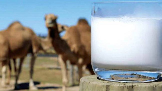 超高压UHP杀菌设备用于乳制品——驼奶
